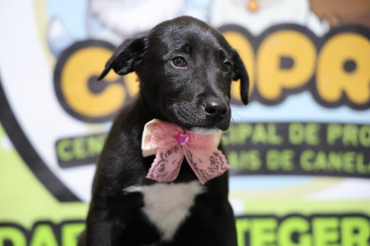 Animais do Cempra participam de desfile de fantasias - Júlio Dias