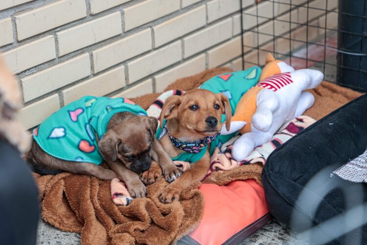 Animais estarão disponíveis para adoção na feira do Cempra - Divulgação