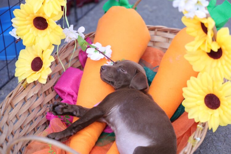 Animais participa de feira de adoção na programação da Páscoa em Canela - Júlio Dias