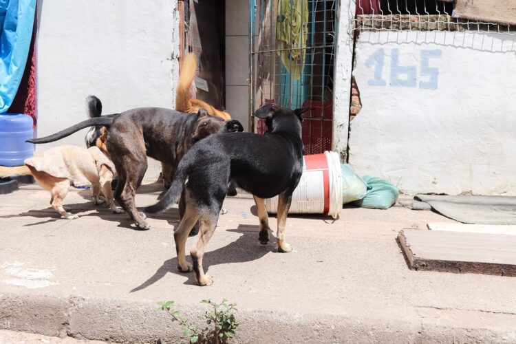 Tutores de animais moradores de Canela podem cadastrar seus animais para castração - Adriana Rabassa